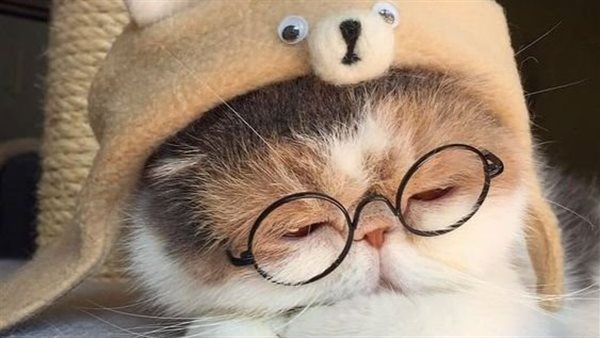 خلفيات قطط للموبايل