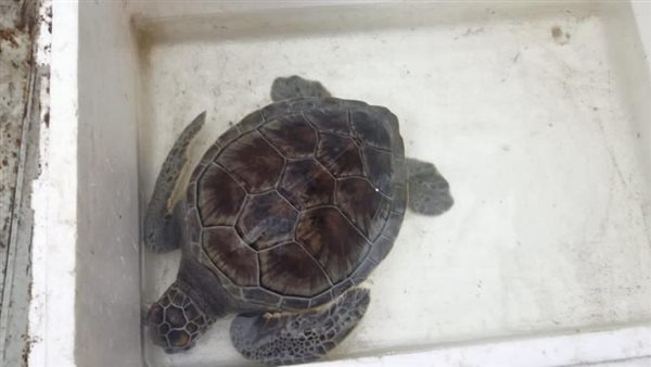 انقاذ سلحفاة في رأس