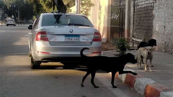 الكلاب الضالة