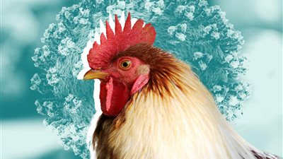 الصحة العالمية: العثور على إنفلونزا الطيور في حليب البقر