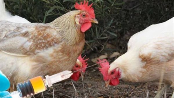 تحصين الدواجن