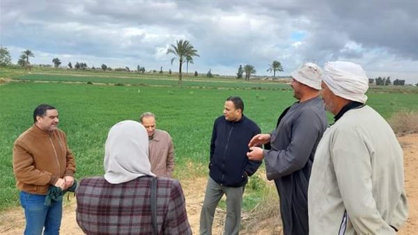 جولة على مزارع القمح