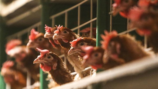 انفلونزا الطيور