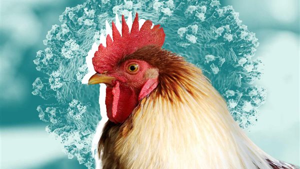 أنفلونزا الطيور 