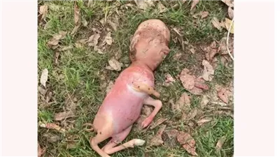 ظاهرة نادرة.. القصة الكاملة لولادة حيوان برأس إنسان