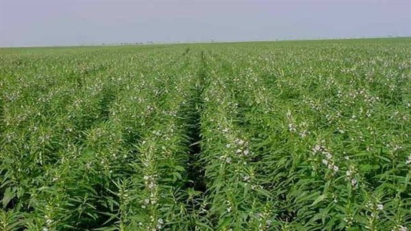 المحاصيل الزراعية