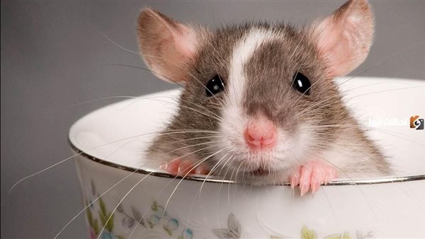 تفسير الفئران في