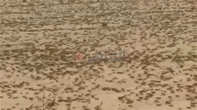 لليوم الثانى.. استمرار مكافحة الجراد بحلايب وشلاتين للسيطرة على الأسراب القادمة من السودان| صور