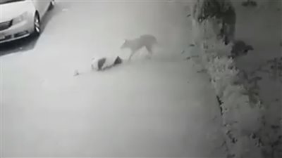 كلب ضال يمزق وجه طفل أمام منزله بقرية البندرة بالغربية 