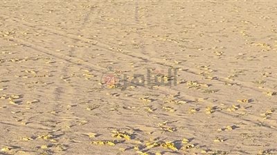 ننشر الصور الأولى لإبادة الجراد بعد ظهوره في حلايب وشلاتين جنوب البحر الأحمر