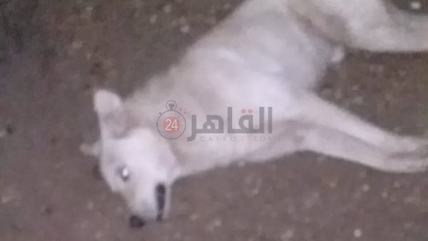 القضاء على الكلب