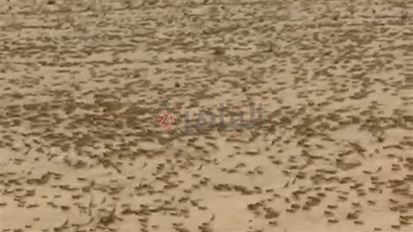 هجوم أسراب الجراد