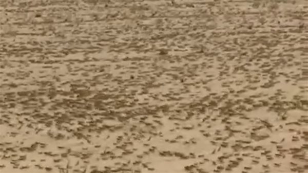 ظهور الجراد بحلايب