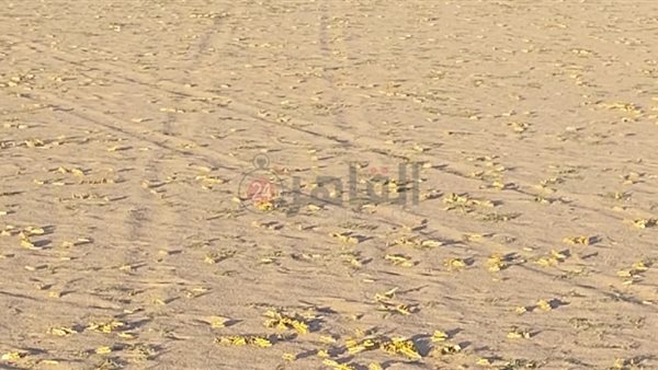 إبادة الجراد في حلايب