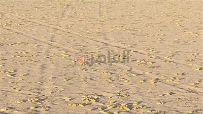 فرق المكافحة تحاصر الجراد بوادي أم العبس جنوب غرب وادي الجمال بالبحر الأحمر