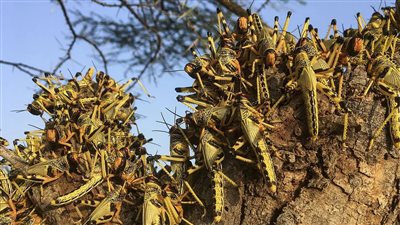 106 أسراب.. الجراد يهاجم مصر وإدارة مكافحة الآفات تكشف تفاصيل المواجهة