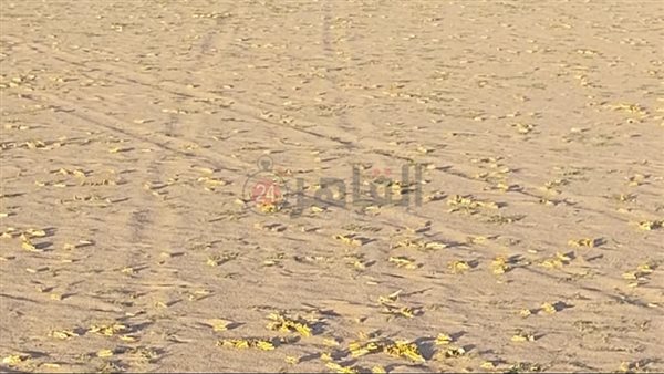 أسراب الجراد 