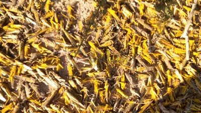 رفع حالة الطوارئ في قواعد المكافحة للتعامل مع أي ظهور للجراد جنوب البحر الأحمر