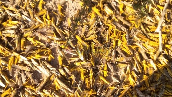 القضاء على الجراد