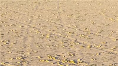 الاستعانة بفرق مكافحة الجراد من قاعدتي حماطة والشيخ الشاذلي لرصد تجمعات الجراد بشلاتين