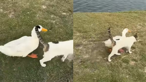 ترند البطة والقطة