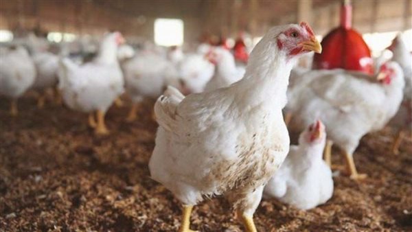 الدواجن- تعبيرية