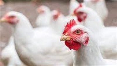 أسعار الدواجن في السوق اليوم الأربعاء 11 يونيو 2025