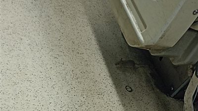 الفئران تهاجم وفدًا سياحيًا صينيًا داخل أحد قطارات النوم.. ورئيس الهيئة يرفض التعليق