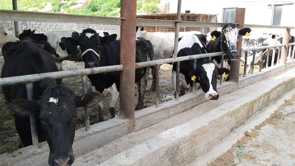 مزرعة إنتاج الألبان