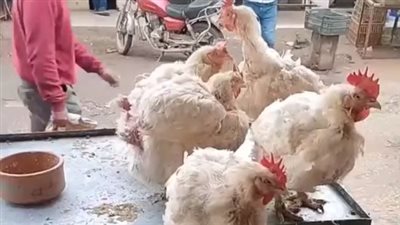 الفراخ البيضاء بـ 100 جنيه للكيلو.. تعرف على أسعار الطيور والدواجن داخل الأسواق | بث مباشر 