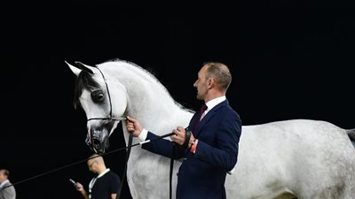 بعد فوزها ببطولة كأس الأمم 2023.. بويضة فرسة تباع بـ 1.3 مليون ريال قطري 