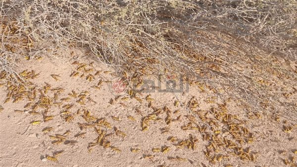 مكافحة الجراد بحلايب