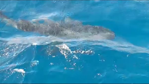 ظهور القرش بهلول