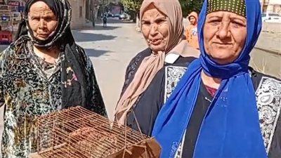 فئران بحجم القطط تغزو شوارع قرية كفر القرعة بالفيوم.. والأهالي يستغيثون بالمسئولين: بتاكل العفش والأكل بتاعنا | بث مباشر