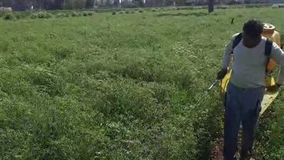 اليانسون والقمح يزينان أراضي المنيا استعدادا للحصاد.. والمزارعون: الإنتاج وفير هذا العام| بث مباشر