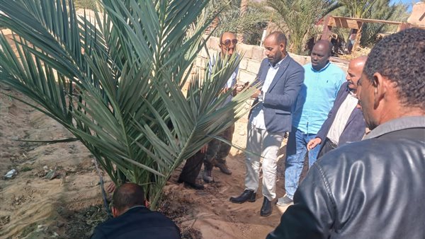 الحقن ضد سوسة النخيل