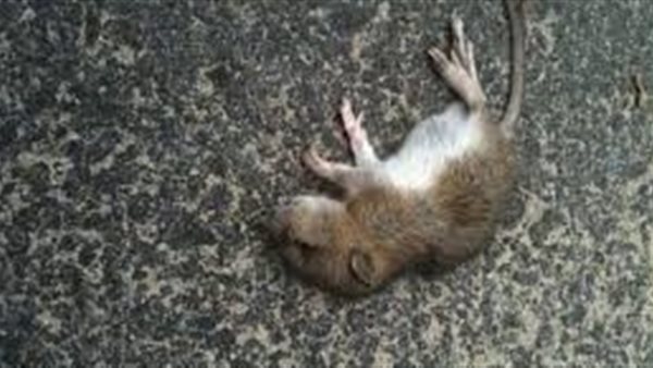 تفسير حلم الفار