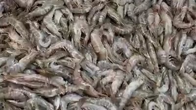 الجمبري بـ80 جنيها والسردين بـ70.. أسعار الأسماك اليوم الإثنين في الأسواق | بث مباشر