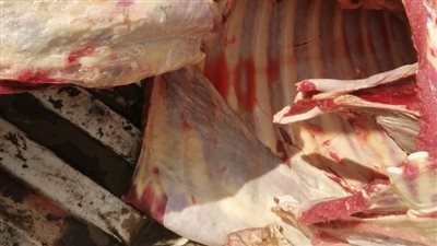 ضبط 75 كيلو لحوم غير صالحة للاستهلاك الآدمي في كفر الشيخ