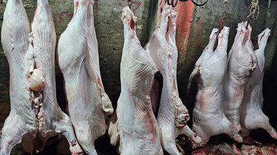 ضبط 45 عجل جاموس رضيع لذبحها خارج المجازر بالقاهرة