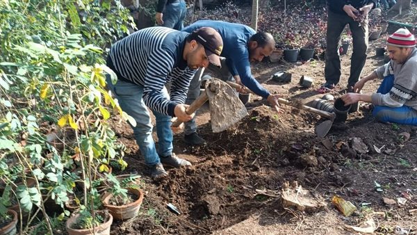 زراعة أشجار