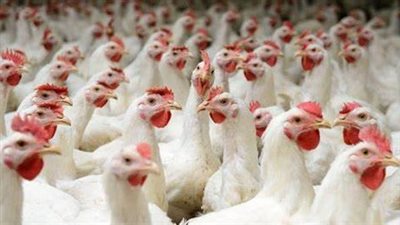 أسعار بورصة الدواجن اليوم في الأسواق المحلية.. الفراخ رخصت النهاردة