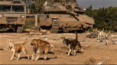 خوفا من عدوى داء الكلب.. انتشار الكلاب في غزة يسبب حالة من الذعر لجنود الجيش الإسرائيلي