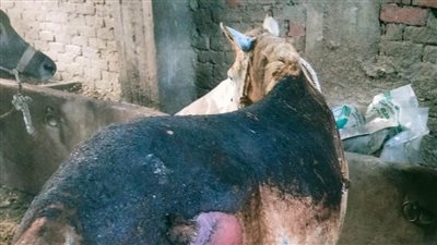 إصابة 4 أشخاص ونفوق 11 رأس ماشية في حريق حظائر ماشية بكفر الزيات | صور