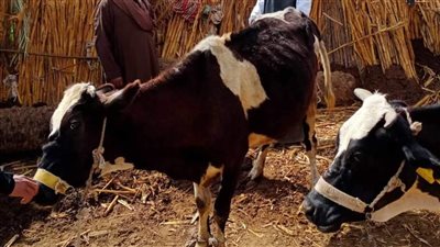 بيطري كفر الشيخ تعلن عن بدء حملة تحصين ضد الحمى القلاعية والوادي المتصدع والتسمم الدموي