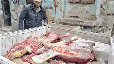 إعدام عجل بقرى بمجزر مطوبس لعدم صلاحيته للاستهلاك الآدمي