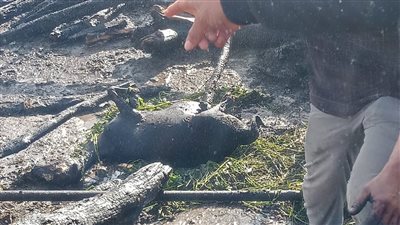 انتداب الأدلة الجنائية لمعاينة حريق هائل في حظائر ماشية وعشش بكفر الزيات 