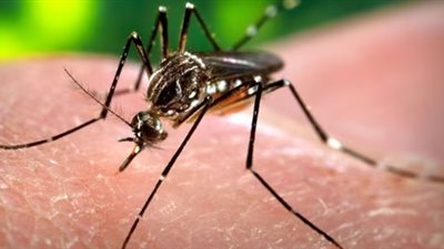 تستمر لمدة 3 أشهر.. باحثون يحذرون من مضاعفات الإصابة بمرض الشيكونغونيا 