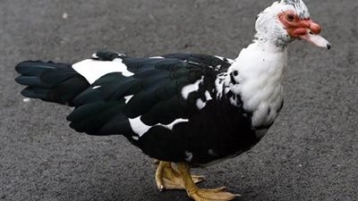 هل هناك ارتفاع؟.. تعرف على سعر كيلو البط