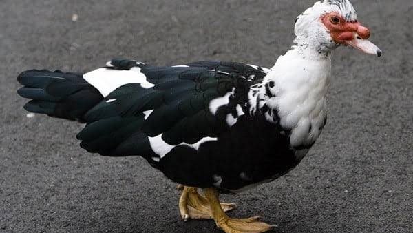 سعر البط اليوم في